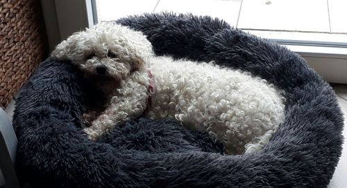 Customer photo review of Lit Apaisant Comfy® |  Pour Chien et Chat
