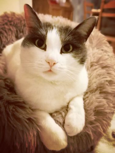 Customer photo review of Lit Apaisant Comfy® |  Pour Chien et Chat