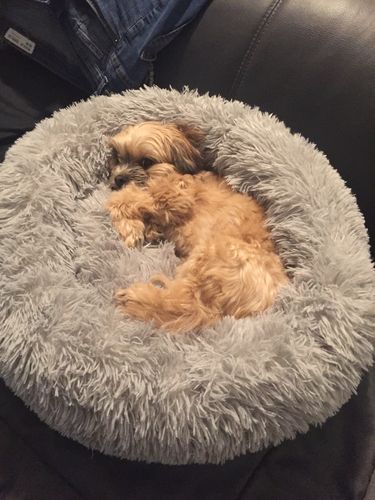 Customer photo review of Lit Apaisant Comfy® |  Pour Chien et Chat