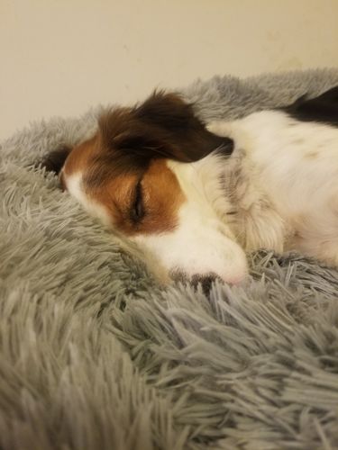 Customer photo review of Lit Apaisant Comfy® |  Pour Chien et Chat