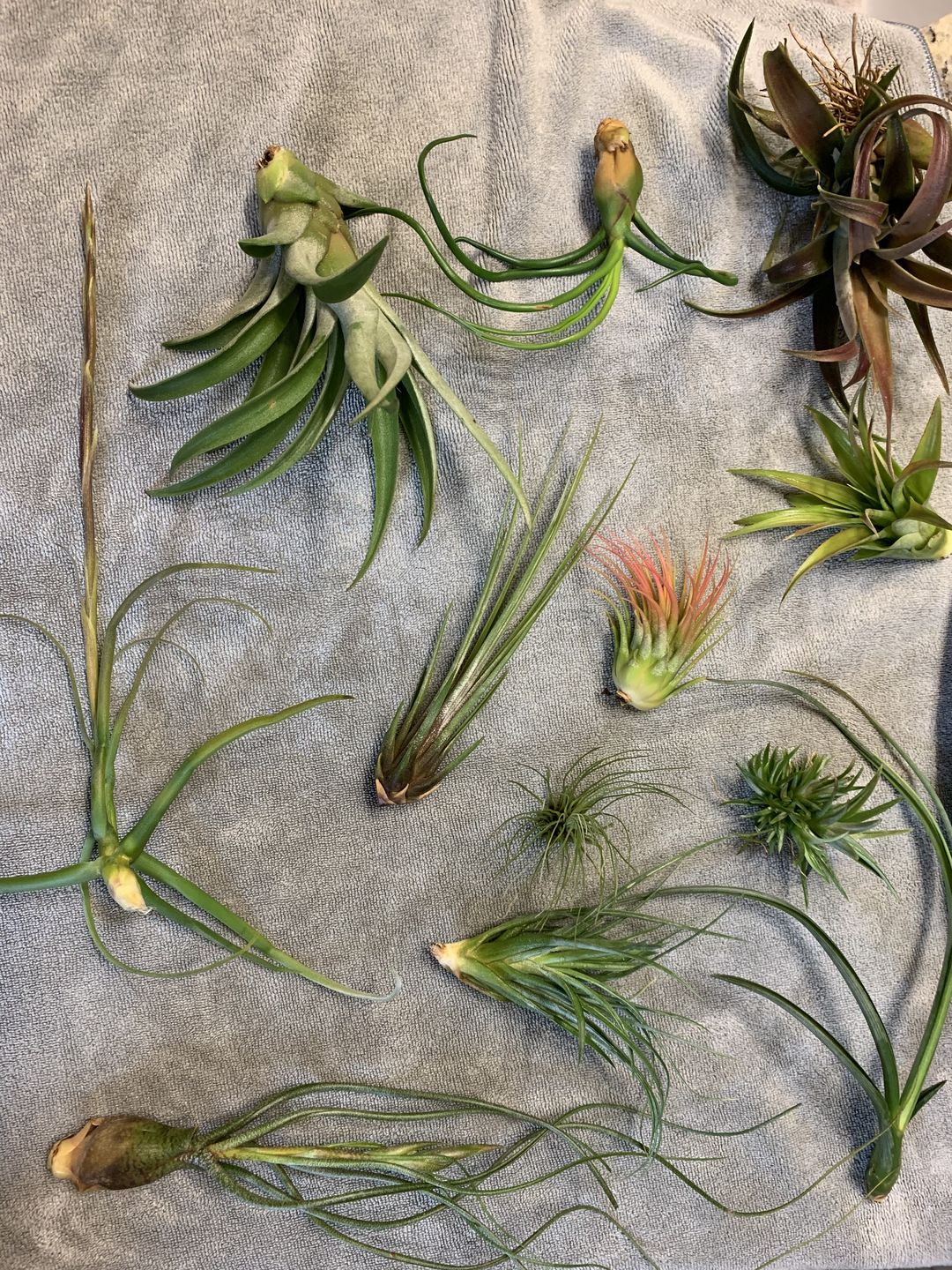 Customer photo review of *6 Pack* Premium Air Plants Mix  *Cannot Be Shipped Internationally*