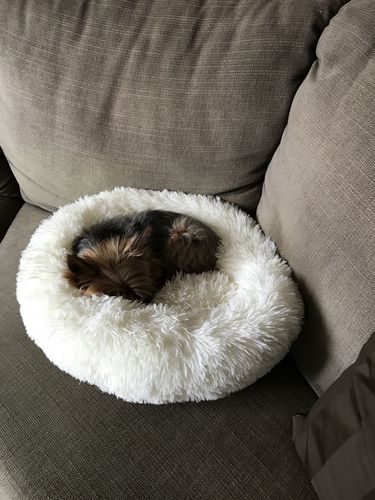 Customer photo review of Lit Apaisant Comfy® |  Pour Chien et Chat