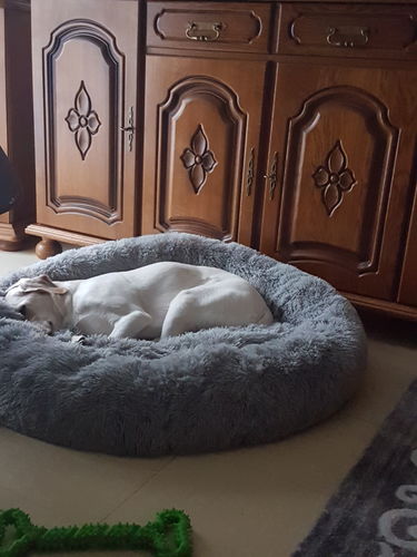 Customer photo review of Lit Apaisant Comfy® |  Pour Chien et Chat