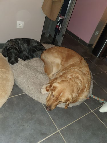 Customer photo review of Lit Apaisant Comfy® |  Pour Chien et Chat