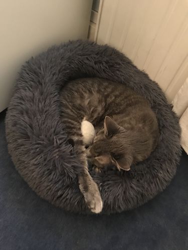 Customer photo review of Lit Apaisant Comfy® |  Pour Chien et Chat