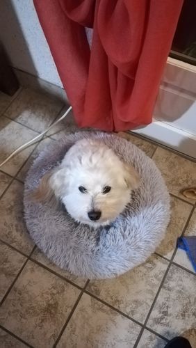 Customer photo review of Lit Apaisant Comfy® |  Pour Chien et Chat