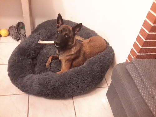 Customer photo review of Lit Apaisant Comfy® |  Pour Chien et Chat