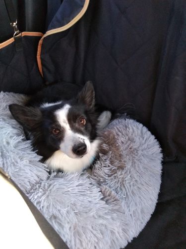 Customer photo review of Lit Apaisant Comfy® |  Pour Chien et Chat
