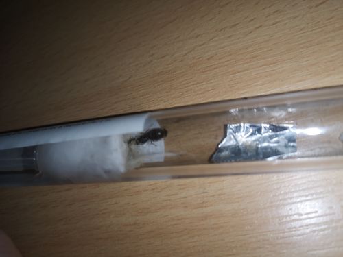 Customer photo review of FREE Black Garden Ant Mated Queen