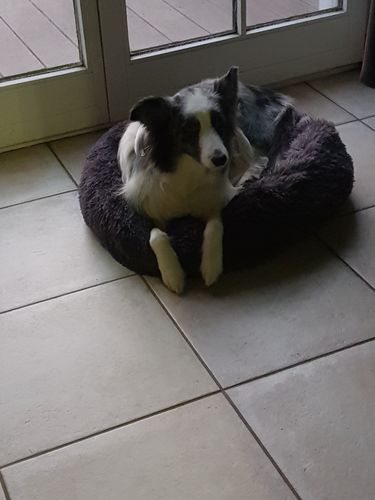 Customer photo review of Lit Apaisant Comfy® |  Pour Chien et Chat