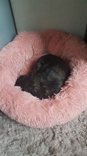 Customer photo review of Lit Apaisant Comfy® |  Pour Chien et Chat