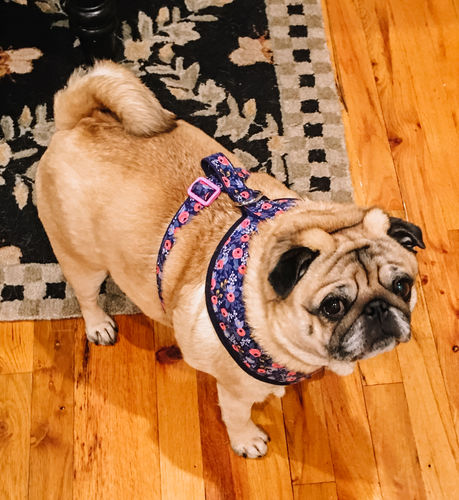 Customer photo review of Rifle paper co dog harness - Rosa in navy