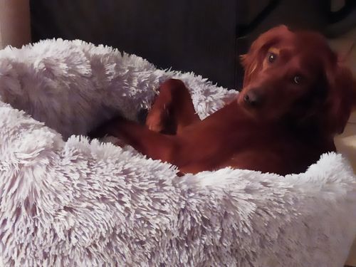 Customer photo review of Lit Apaisant Comfy® |  Pour Chien et Chat