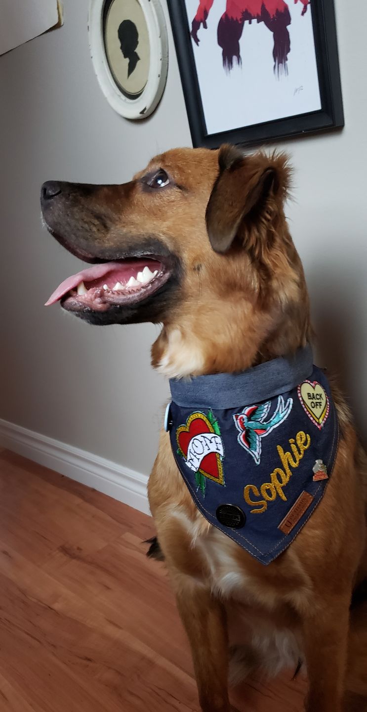 Customer photo review of Custom Text Denim Dog Bandana