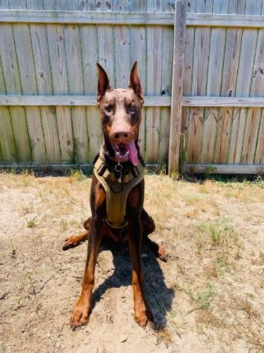 doberman tactical vest