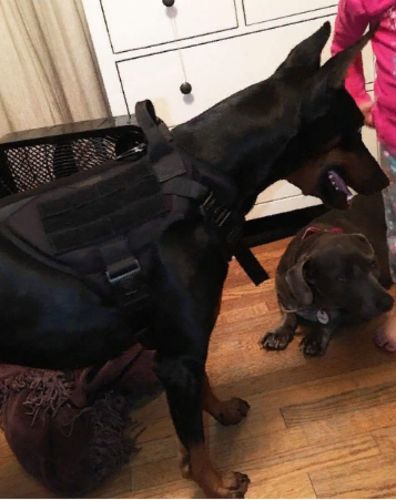 best no pull harness for doberman