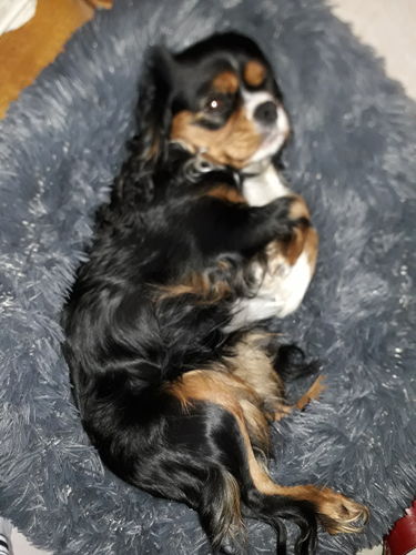 Customer photo review of Lit Apaisant Comfy® |  Pour Chien et Chat