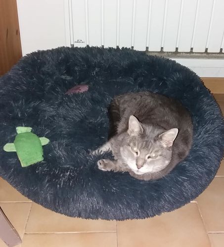 Customer photo review of Lit Apaisant Comfy® |  Pour Chien et Chat