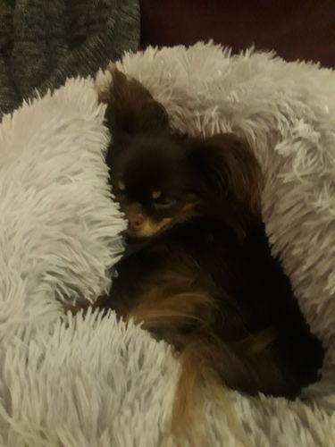 Customer photo review of Lit Apaisant Comfy® |  Pour Chien et Chat