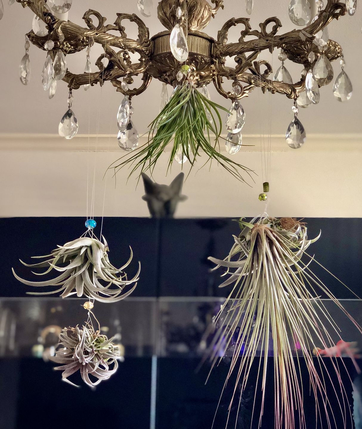 Customer photo review of Large Air Plants Mystery Box