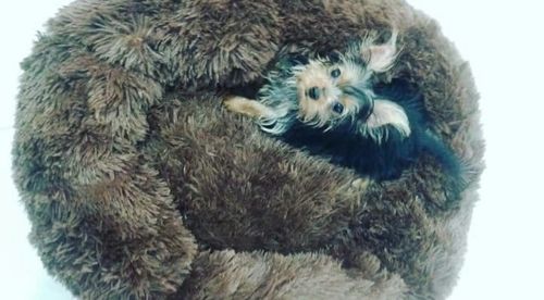 Customer photo review of Anti-Anxiety Dog Bed