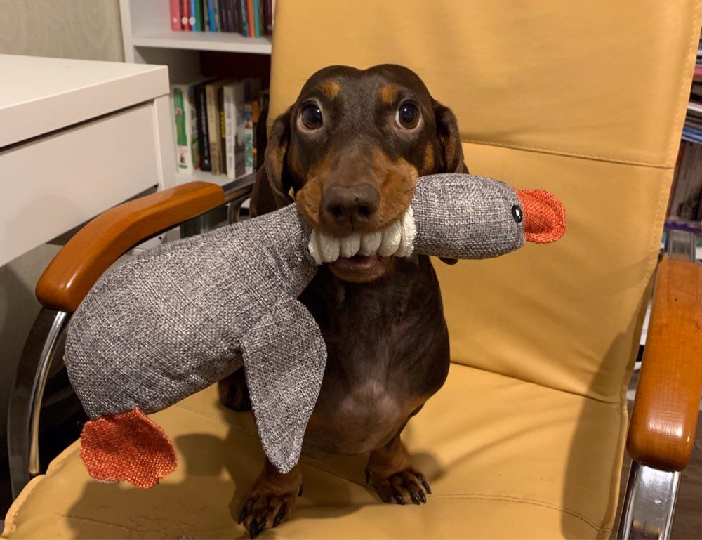 Customer photo review of Quackie Chan Hemp Duck