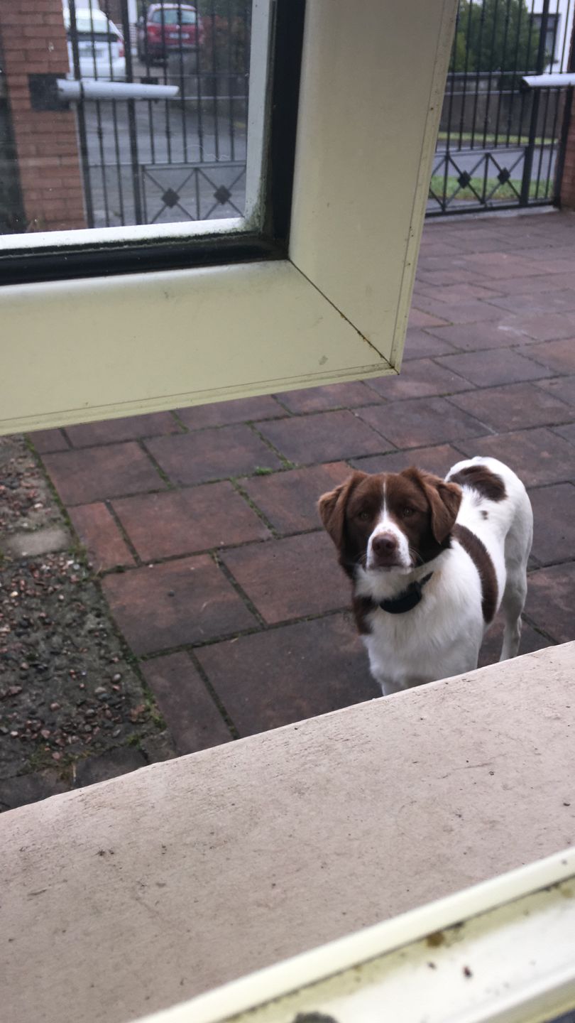 Customer photo review of Anti Bark Training Collar