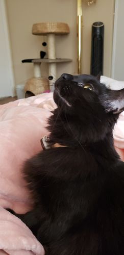 Customer photo review of 'Rose Gold' Fancy Leather Cat Collar