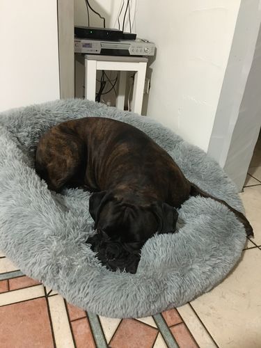 Customer photo review of Lit Apaisant Comfy® |  Pour Chien et Chat