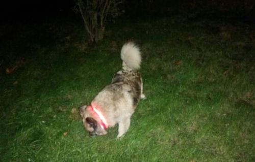 Customer photo review of Collier lumineux pour chiens et chats