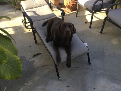 Customer photo review of Canine Cush Hip & Joint Chews