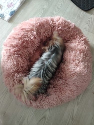 Customer photo review of Anti-Anxiety Dog Bed