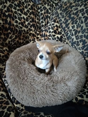 Customer photo review of Anti-Anxiety Dog Bed