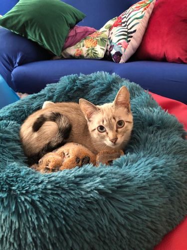 Customer photo review of Anti-Anxiety Dog Bed