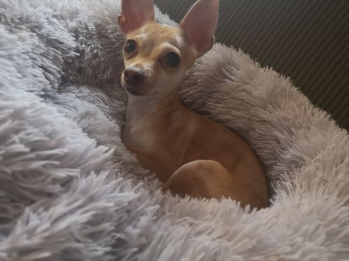 Customer photo review of Anti-Anxiety Dog Bed