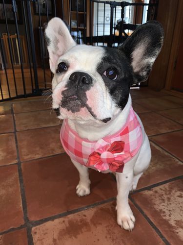 Customer photo review of Valentine plaid dog Harness leash set/ Girl dog harness vest