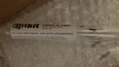 Customer photo review of FREE Black Garden Ant Mated Queen