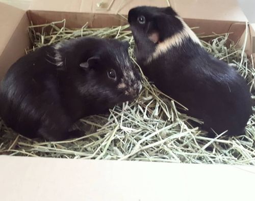 Customer photo review of 50/50 Hay Box