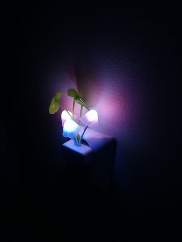 Customer photo review of Veilleuse Champignon | Eclairage durable