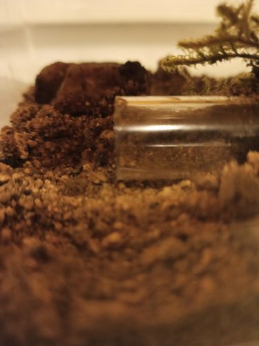 Customer photo review of FREE Black Garden Ant Mated Queen