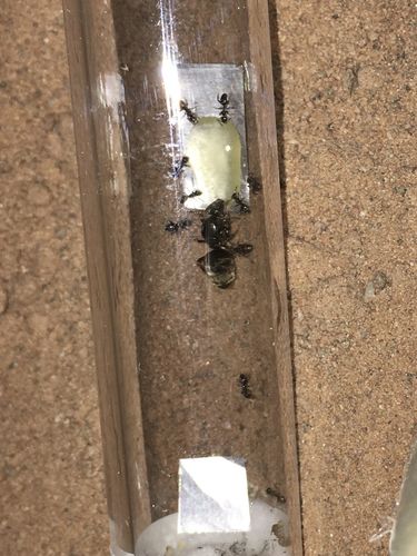 Customer photo review of Lasius niger colony