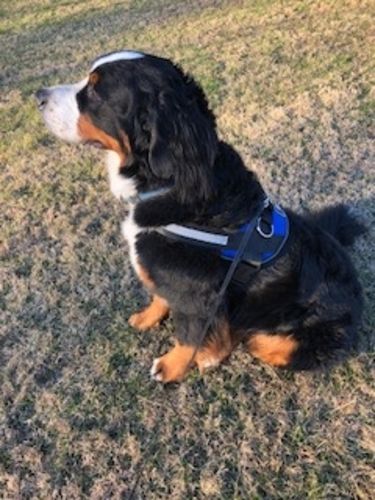 Customer photo review of World's Best Dog Harness