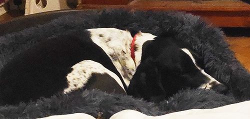 Customer photo review of Lit Apaisant Comfy® |  Pour Chien et Chat