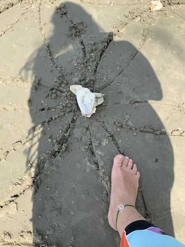 Customer photo review of 4Amazonia Bracelet (Plants 1 Tree)