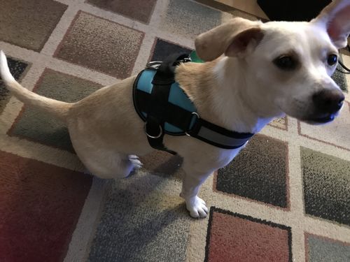 Customer photo review of Discount Harness