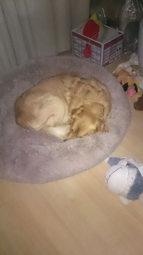 Customer photo review of Lit Apaisant Comfy® |  Pour Chien et Chat