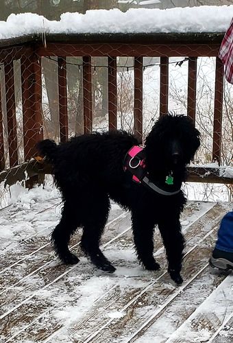 Customer photo review of Pug Life Harness