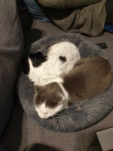 Customer photo review of Lit Apaisant Comfy® |  Pour Chien et Chat