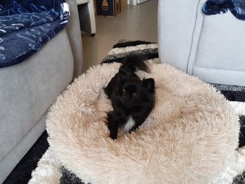 Customer photo review of Lit Apaisant Comfy® |  Pour Chien et Chat
