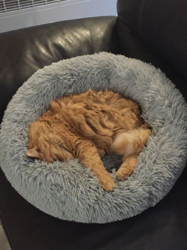 Customer photo review of Lit Apaisant Comfy® |  Pour Chien et Chat